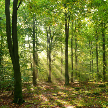 Internorm Shutterstock